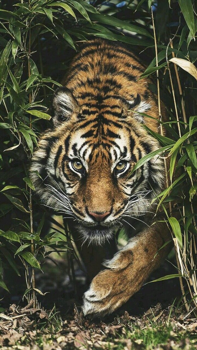 Тайгер тигр