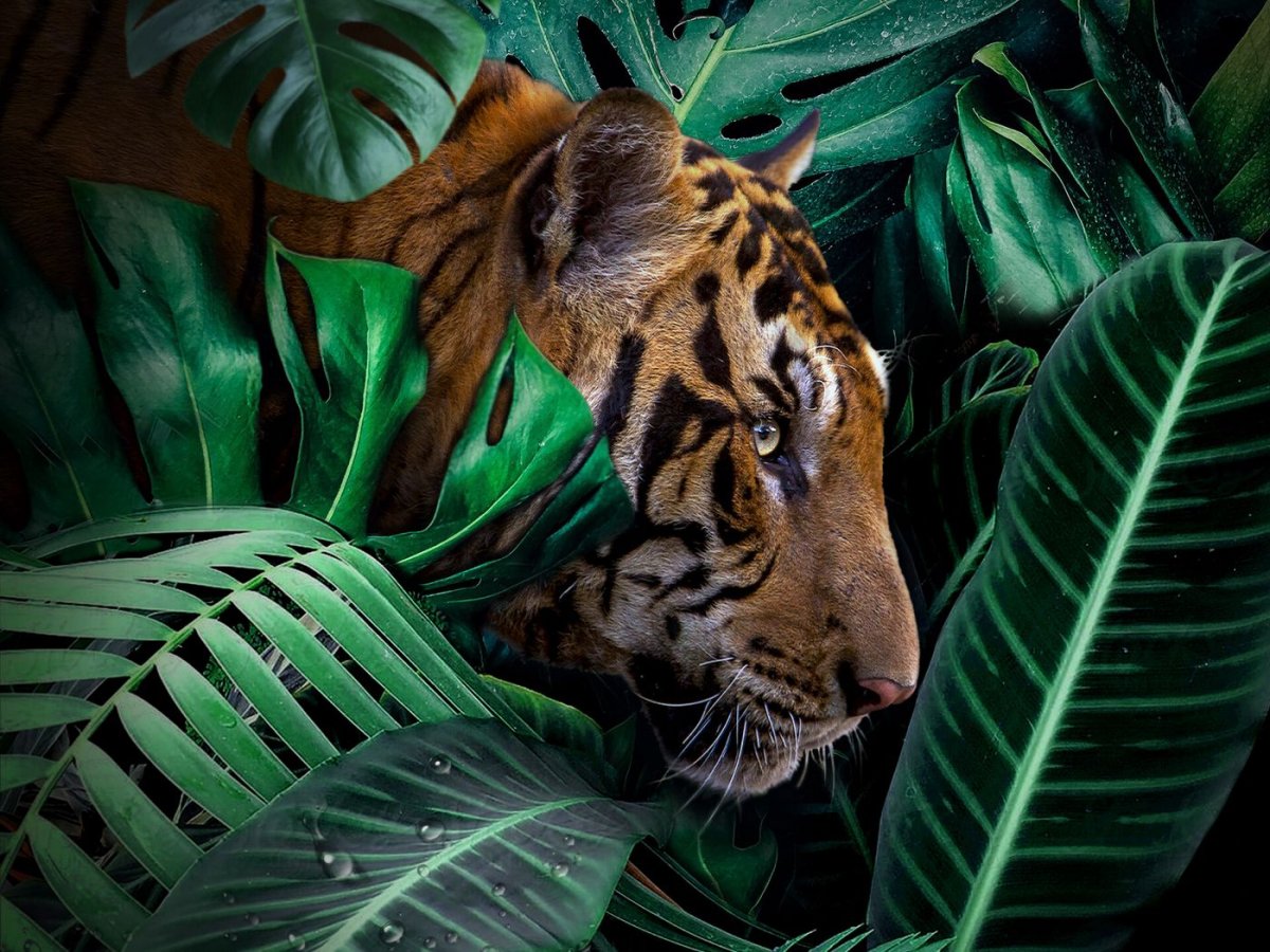 Тигр в зелени