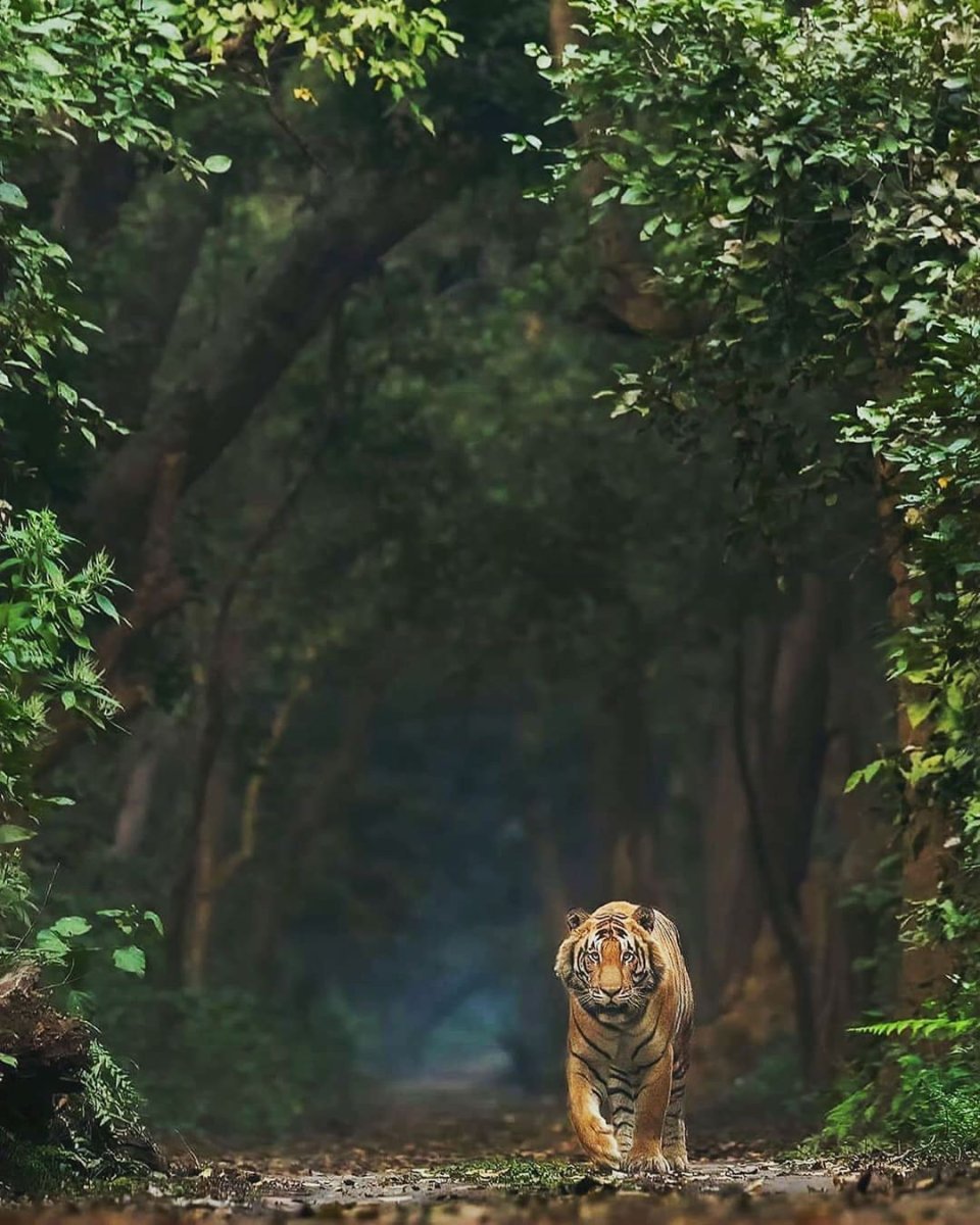 Одиночество тигра в джунглях