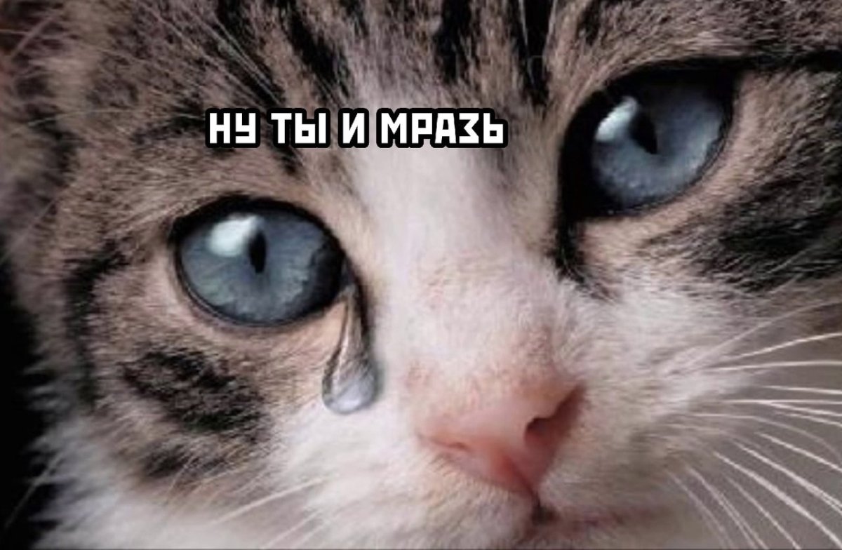 Кот ест и плачет