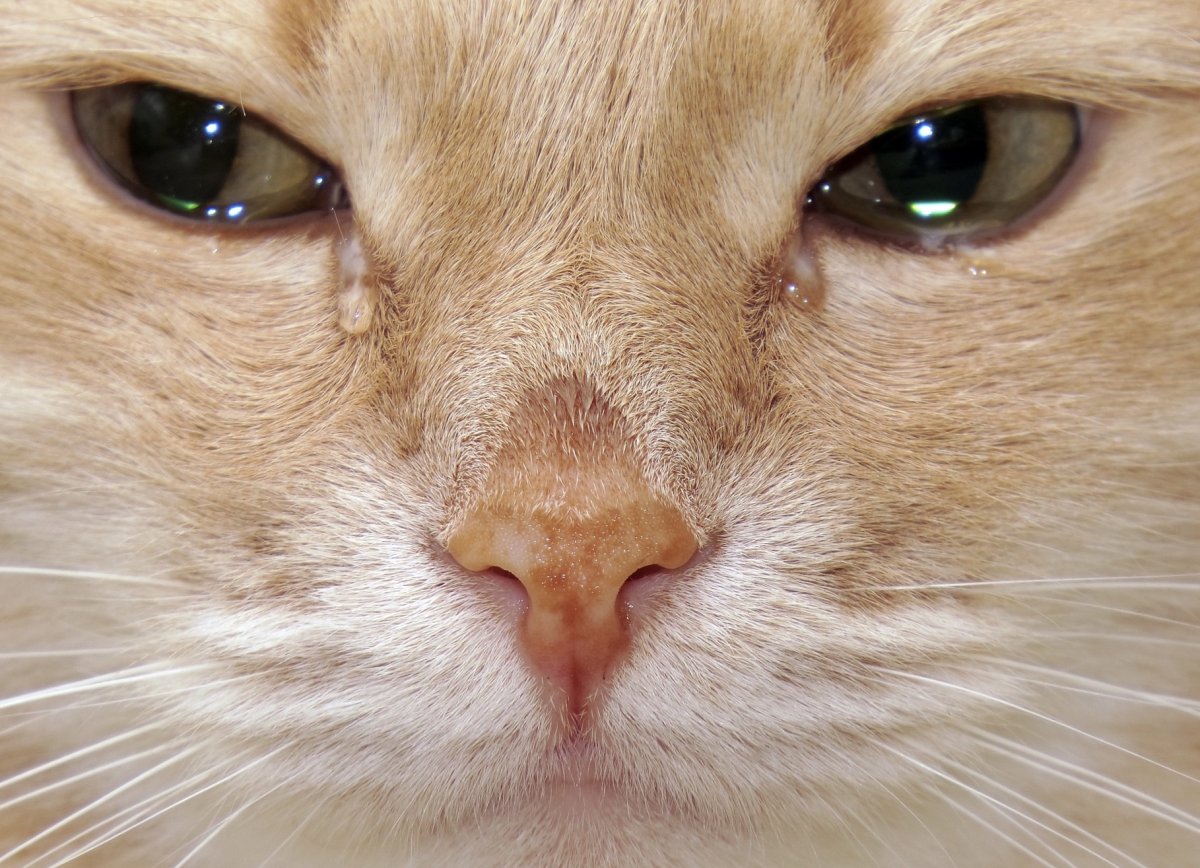 Плачущий рыжий кот