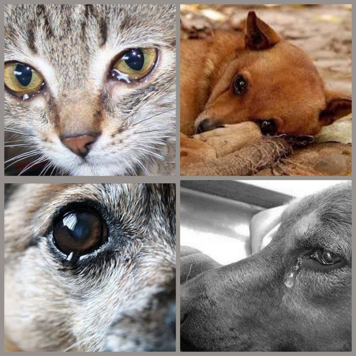 Бездомные кошки