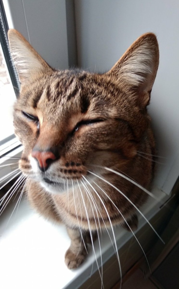 Плаксивый кот