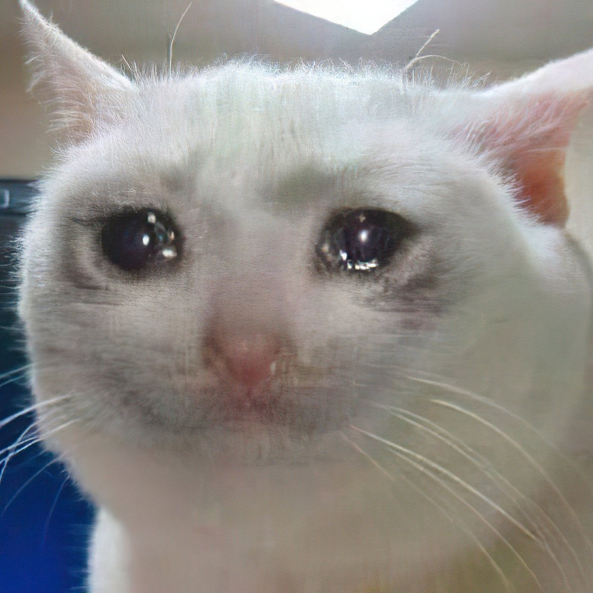 Котик со слезами