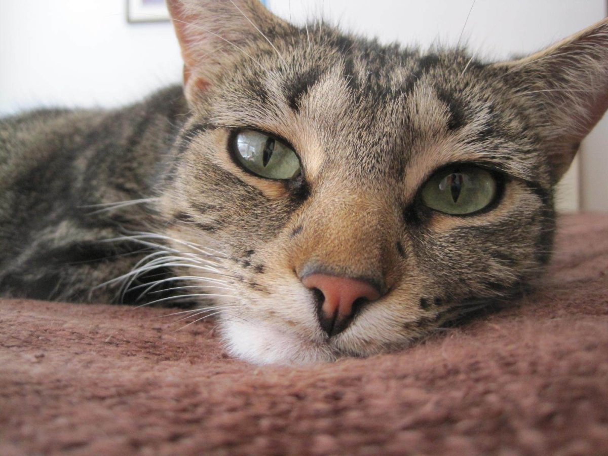 Кошачьи слезы