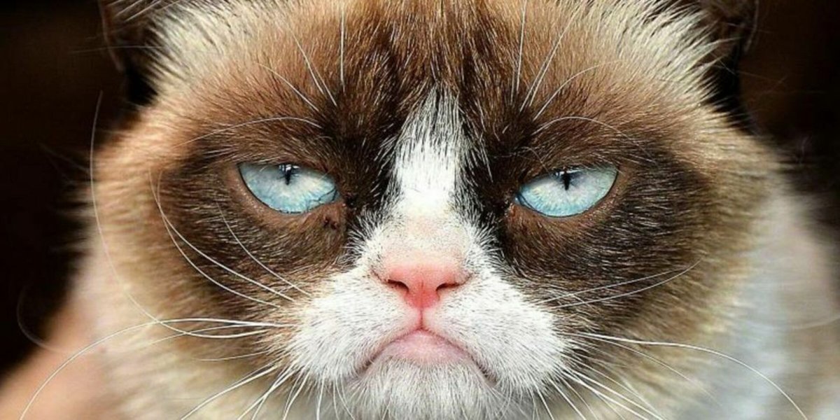 Грустный кот