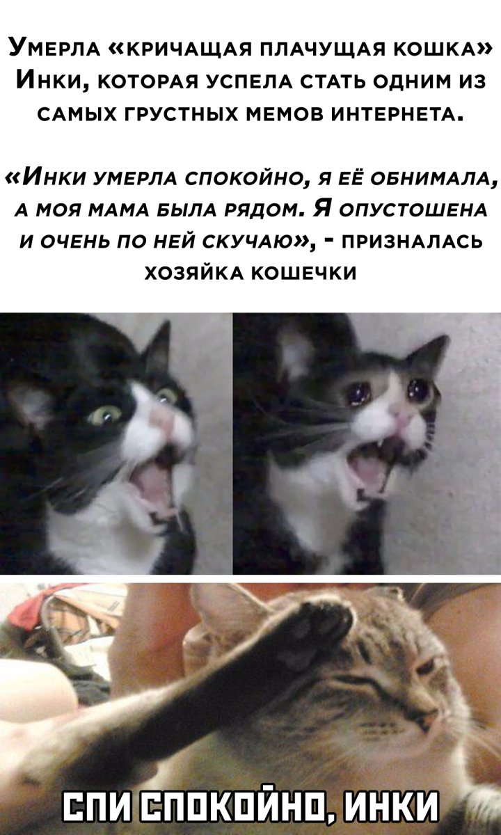 Плачь котят