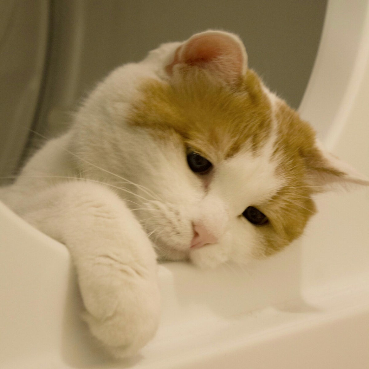 Грустный кот