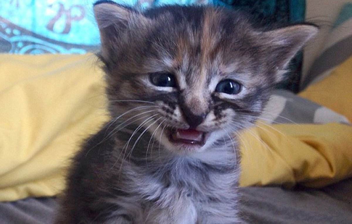 Маленький котенок плачет