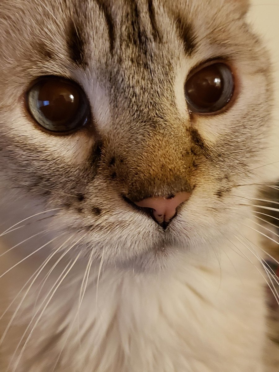 Кошечка плачет