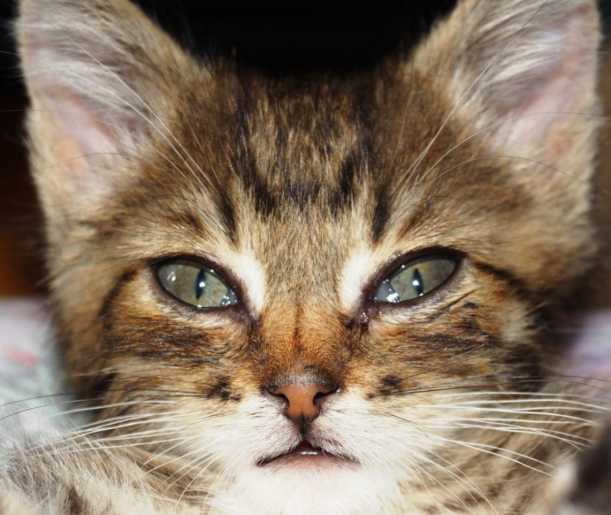 Котенок плачет