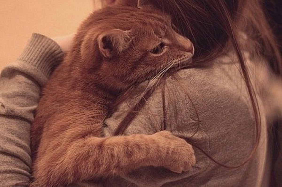 Рыжий кот в объятьях