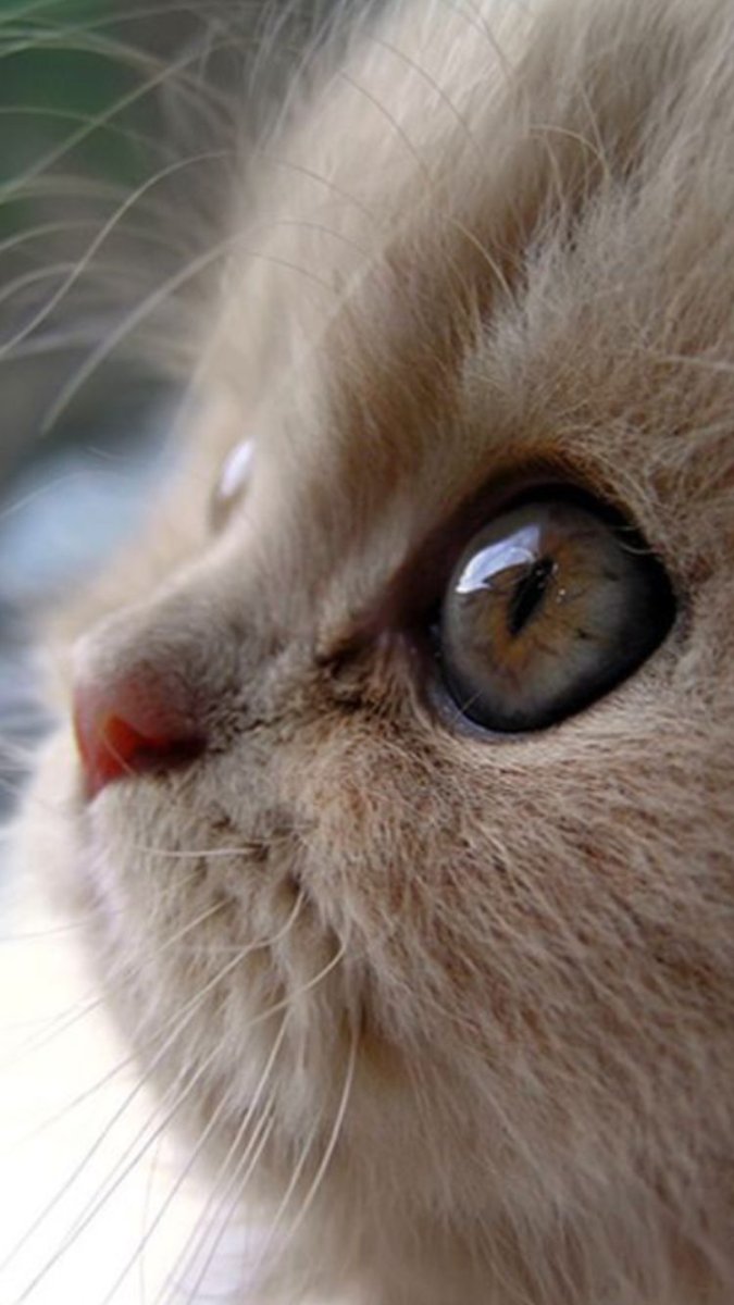 Котик плачет