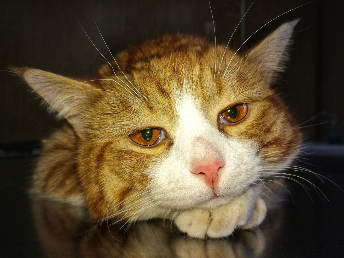 Грустный кот фото