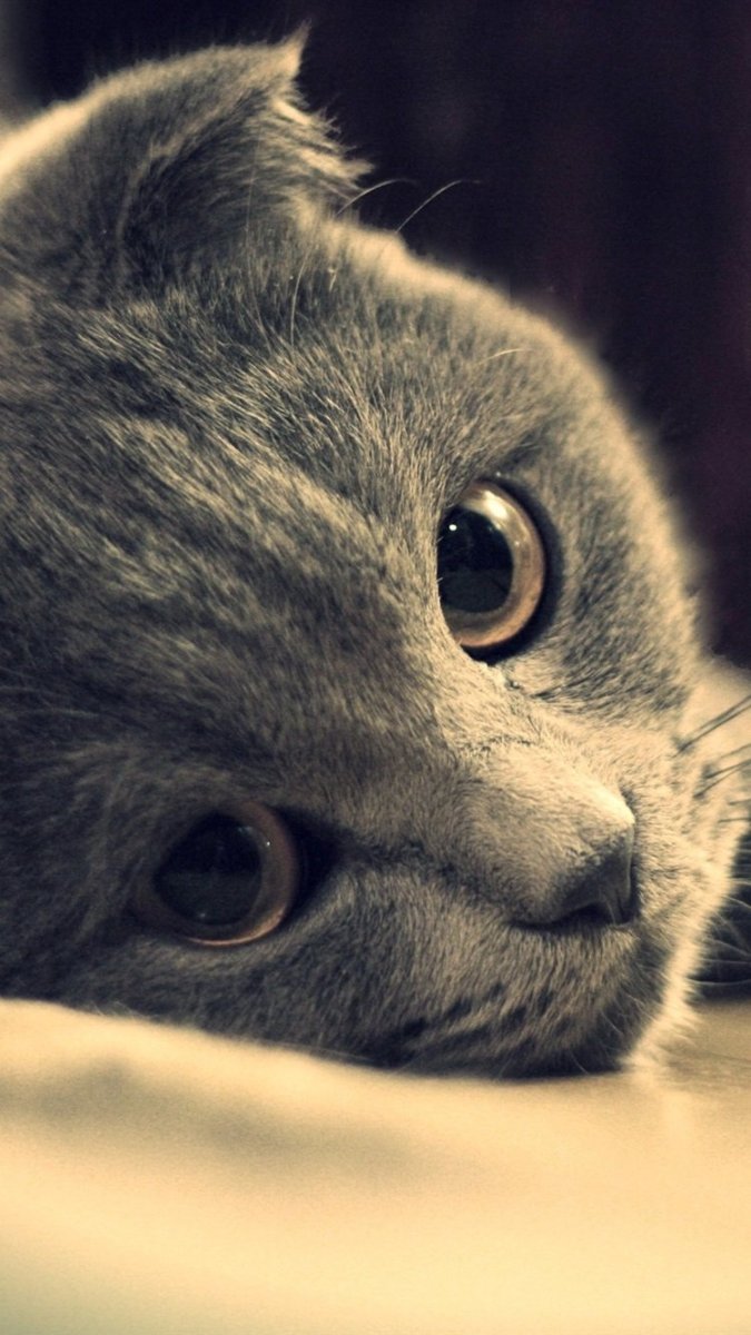 Котик скучает