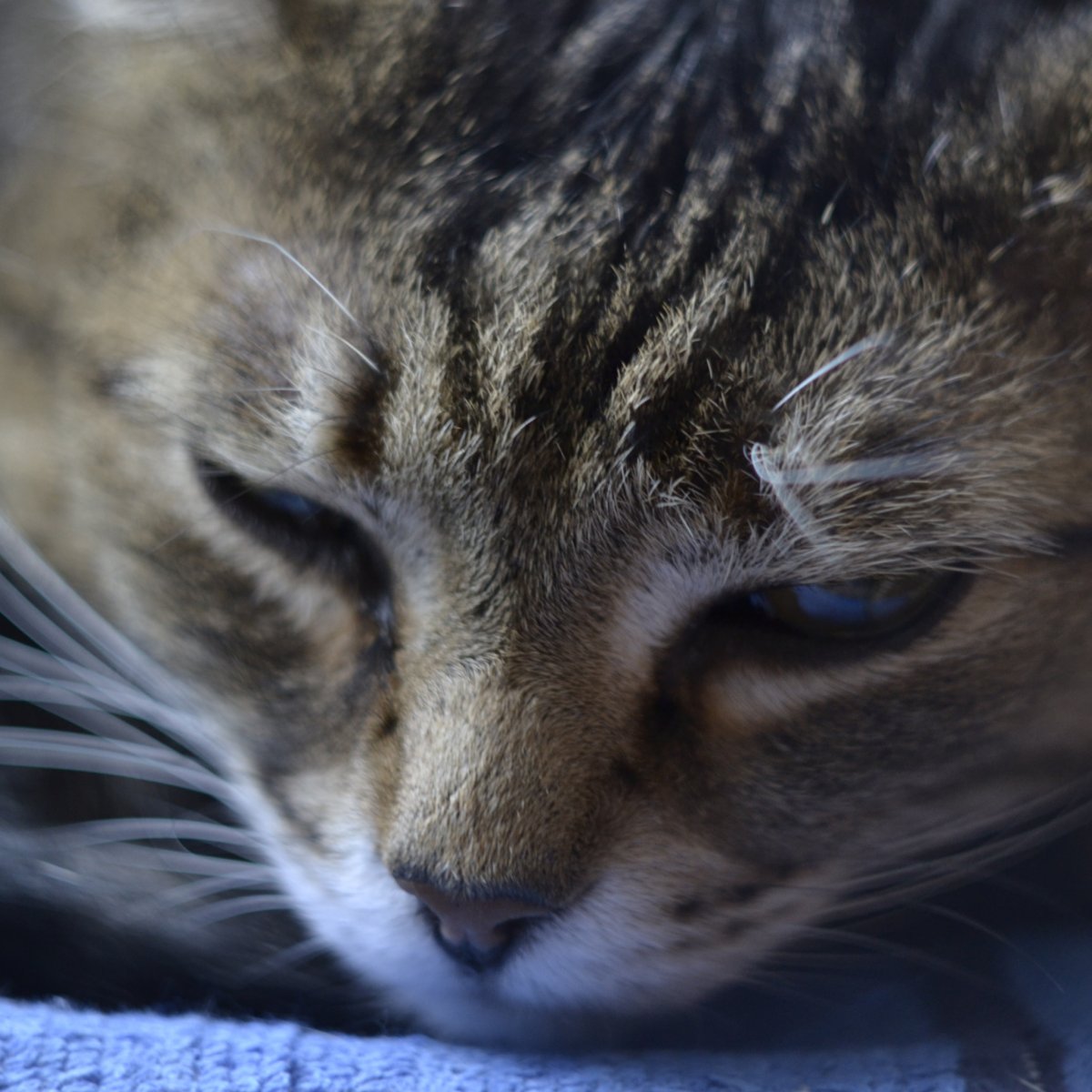 Грустный котик