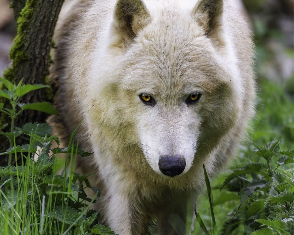 Живые обои на рабочий стол которые двигаются