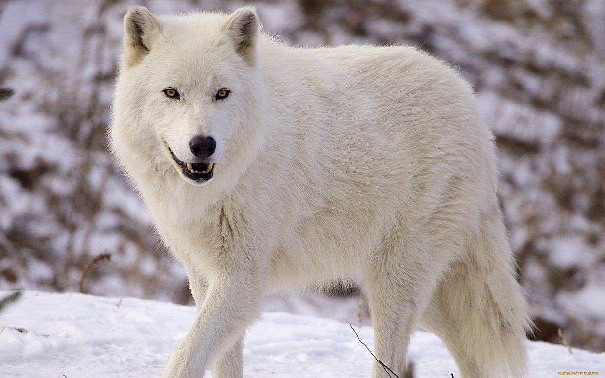 Arctic Wolf (Арктический волк)