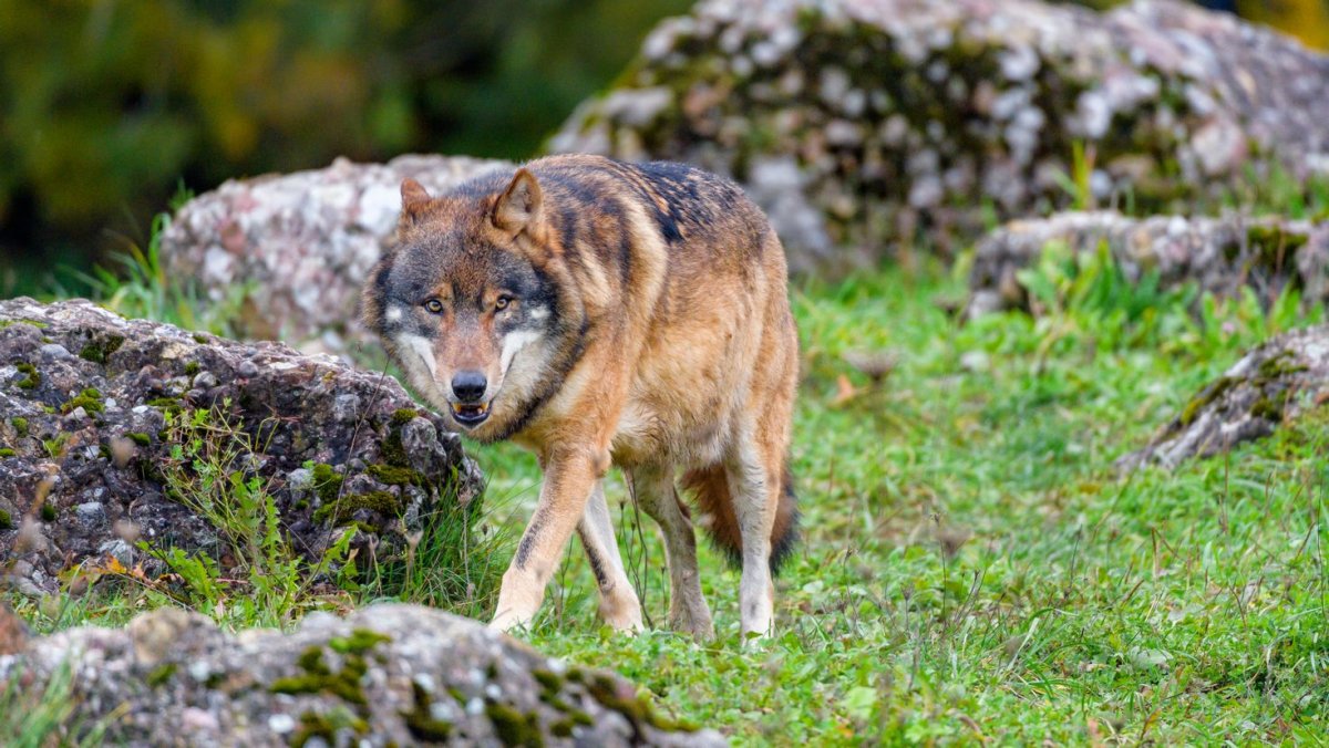 Хищные животные