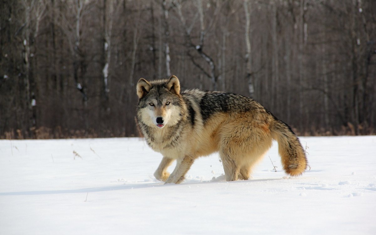 Дикие звери Хакасии