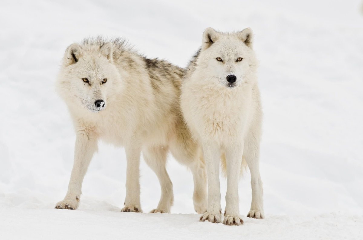 Arctic Wolf (Арктический волк)
