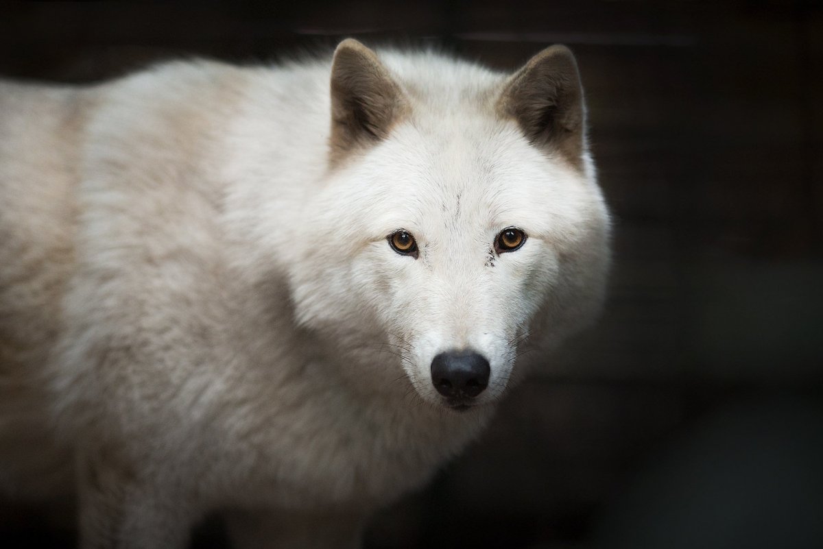 Якутский Полярный волк