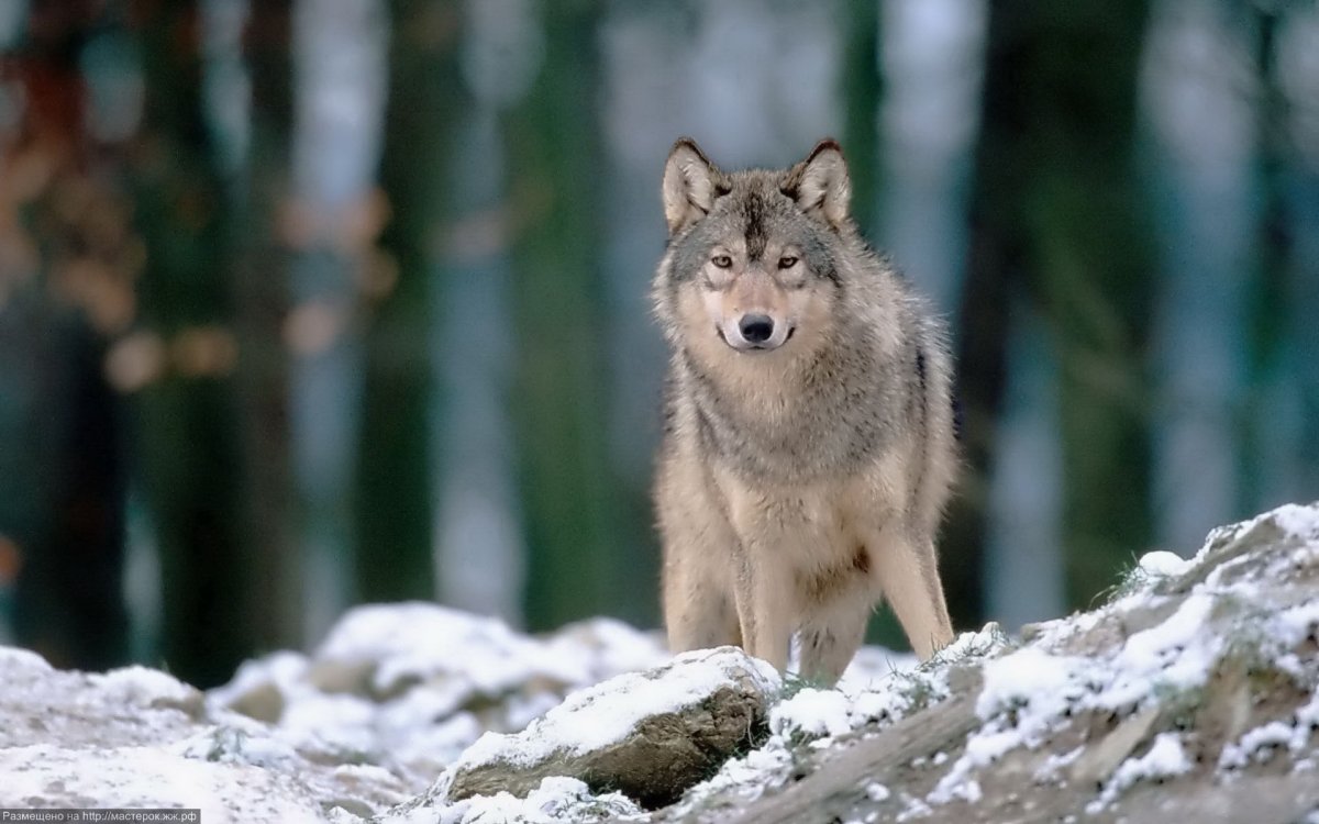 Волк Баргузинский заповедник