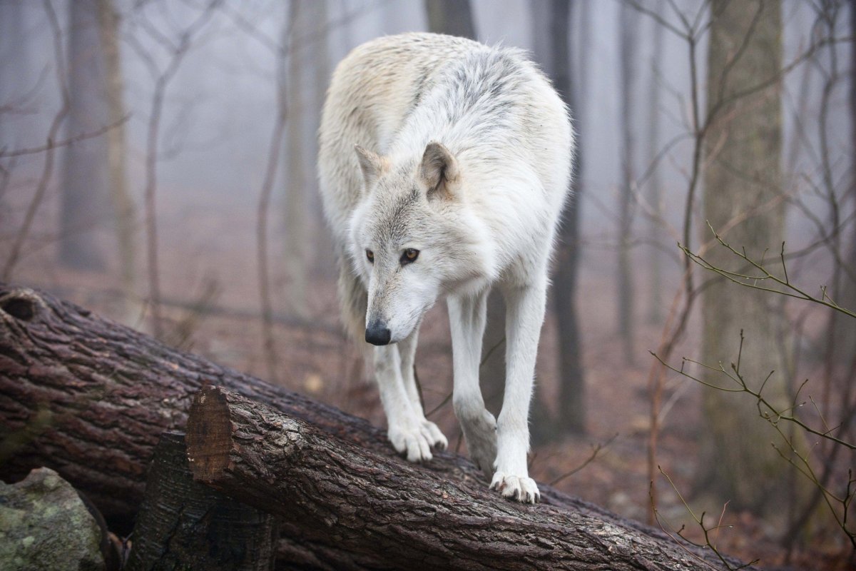 Волк Полярный тундровой