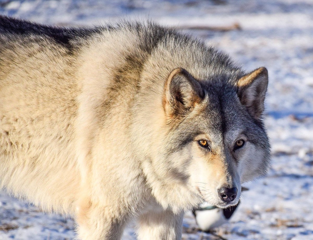 Волк переярок
