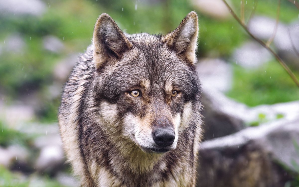 Хищные животные картинки