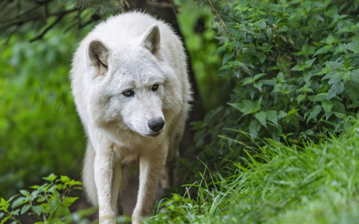 Белый Полярный волк