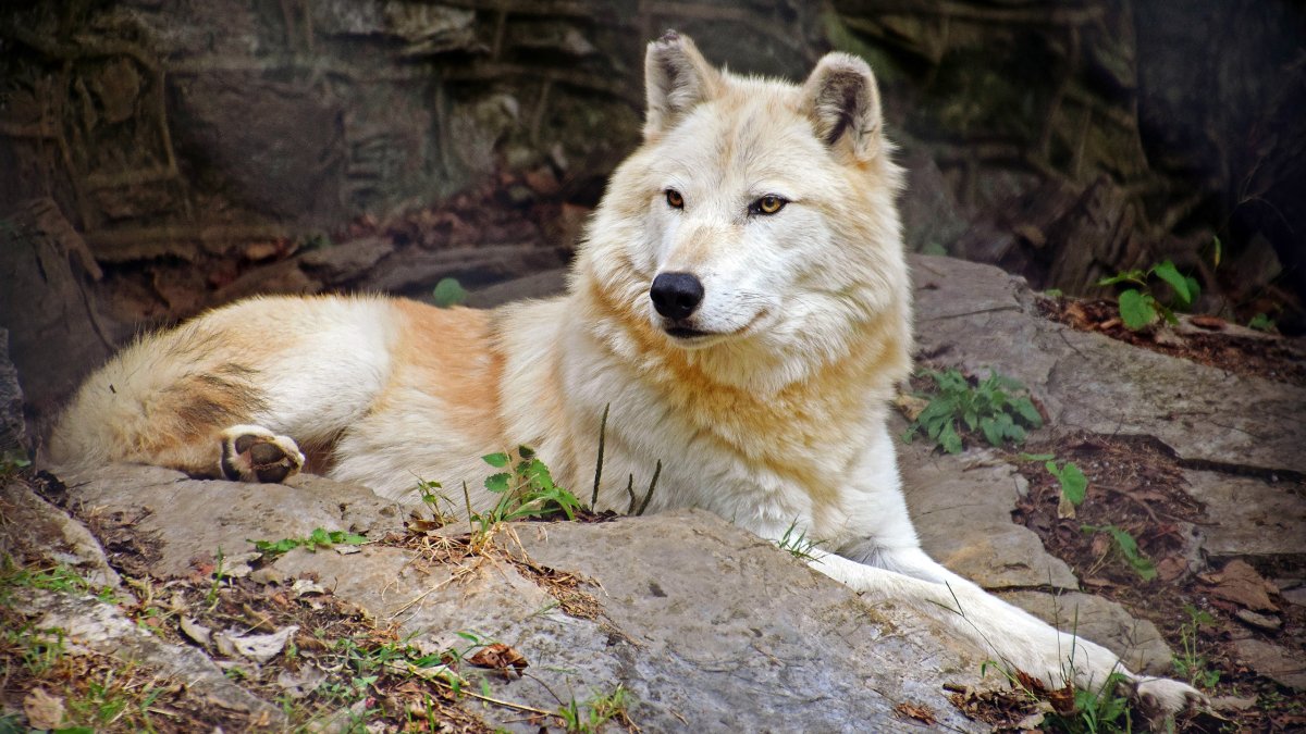 Кремовый волк