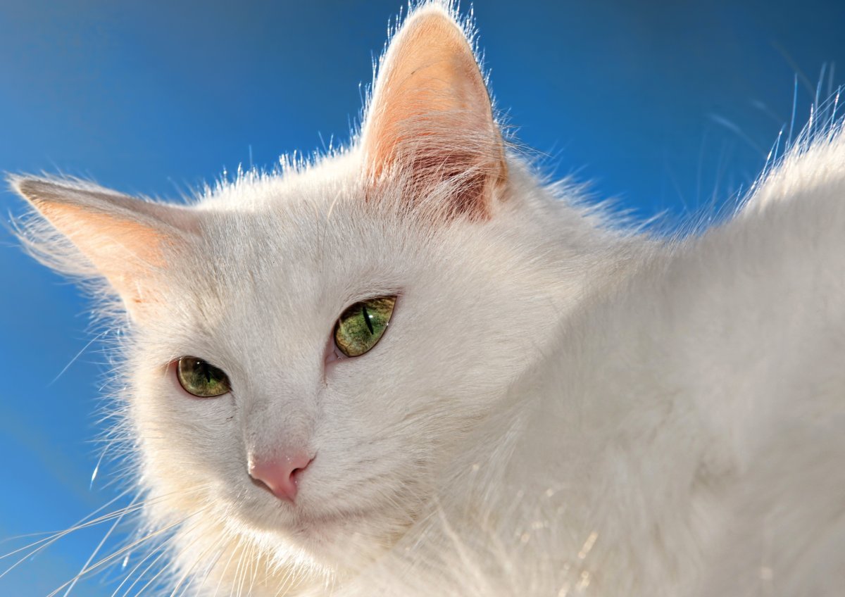 Турецкая ангора