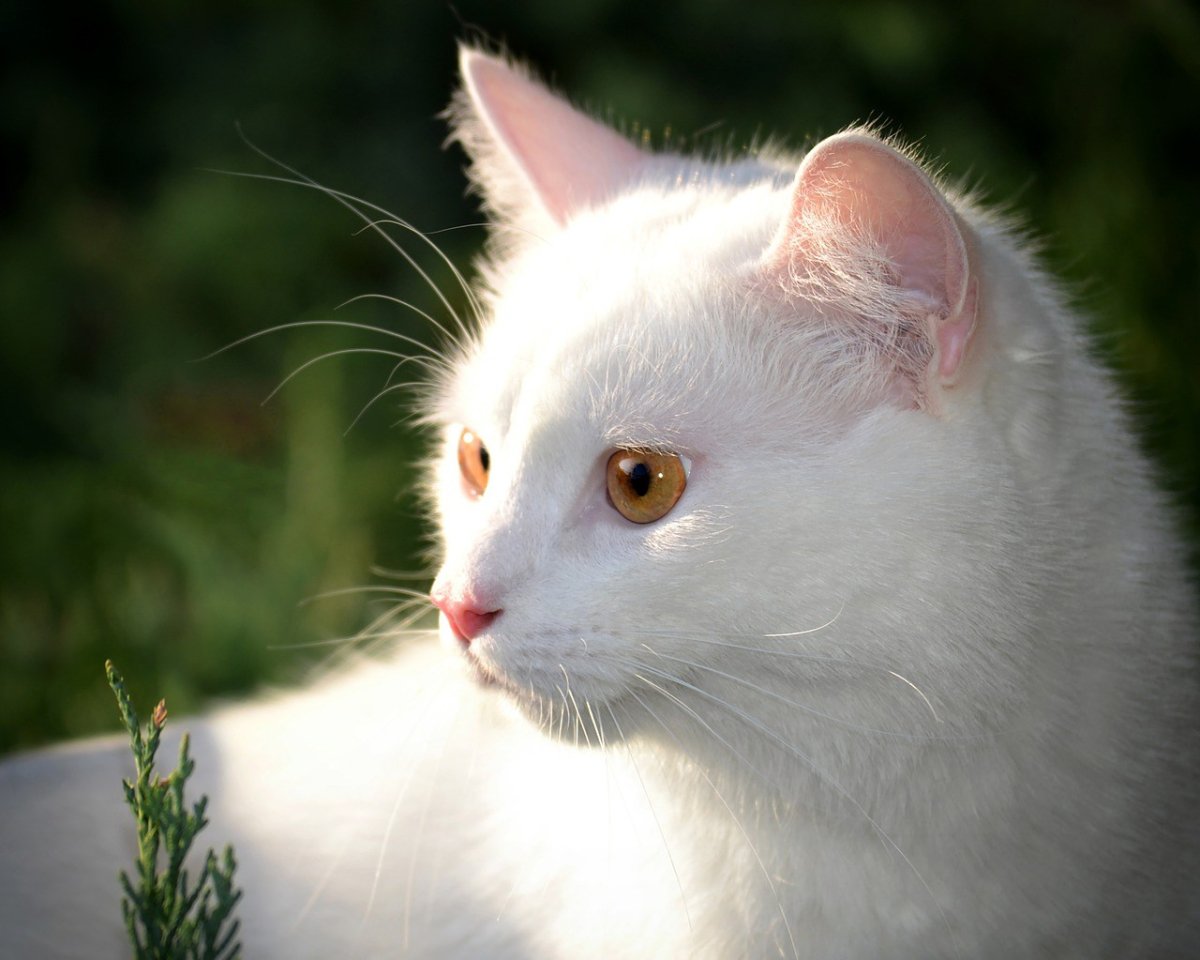 Анатолийская кошка белая