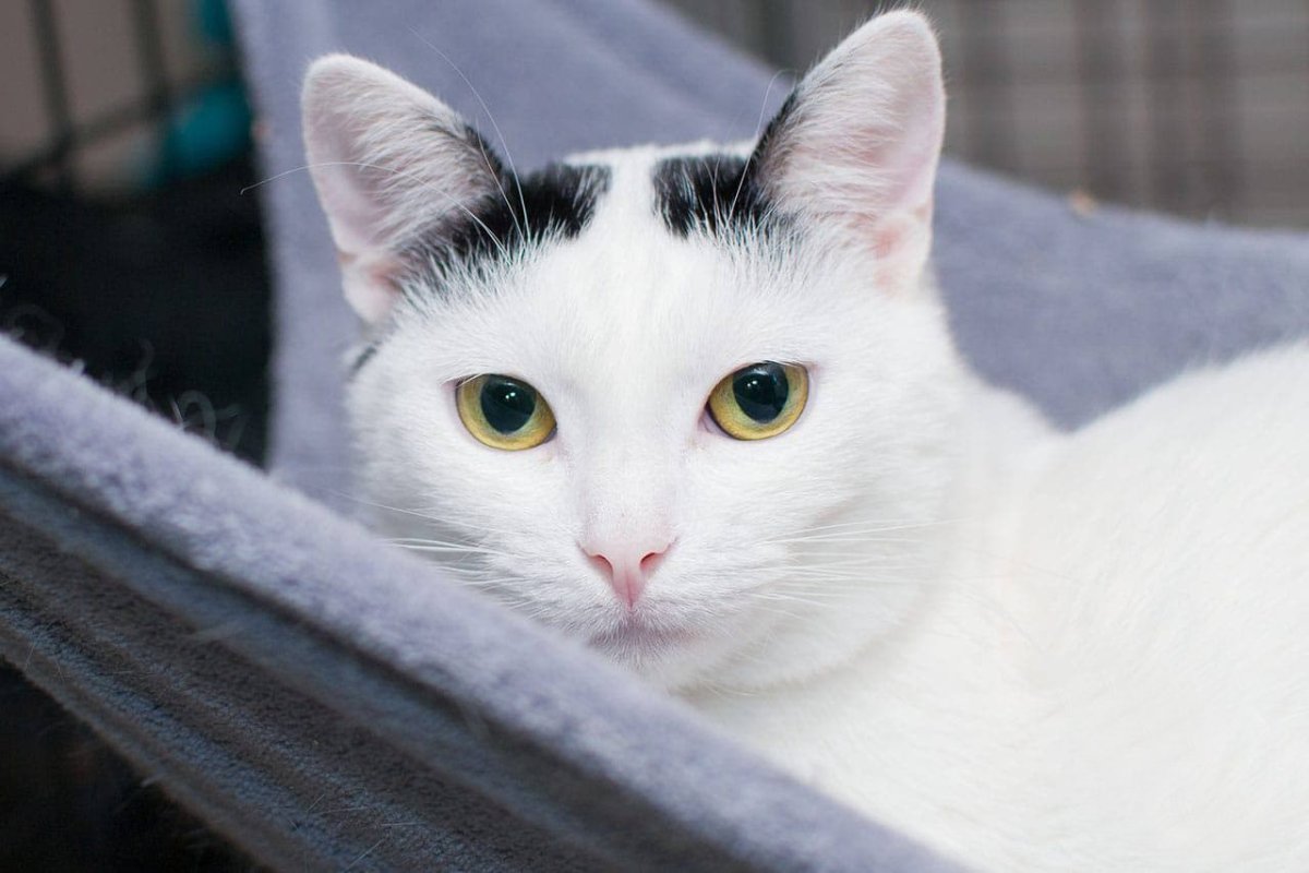 Белая кошка с черными глазами