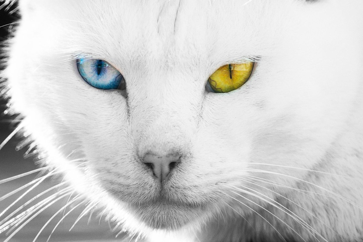 Кошки с разноцветными глазами