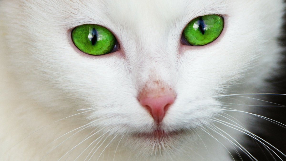 Турецкий Ван гетерохромия