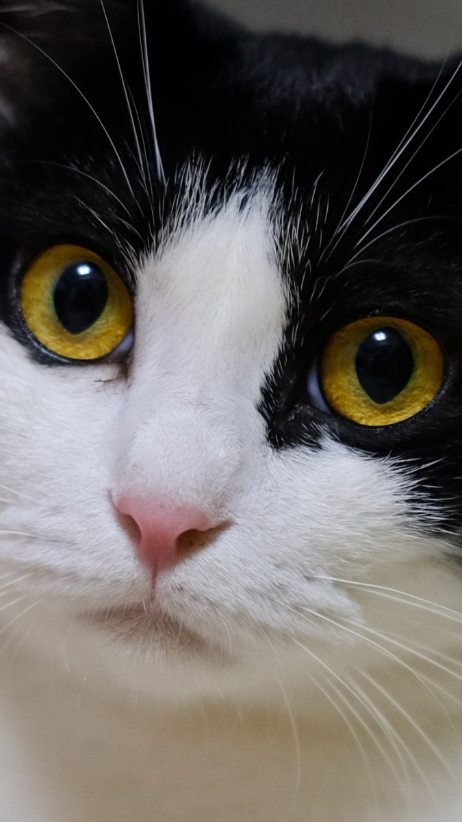 Котик с желтыми глазами