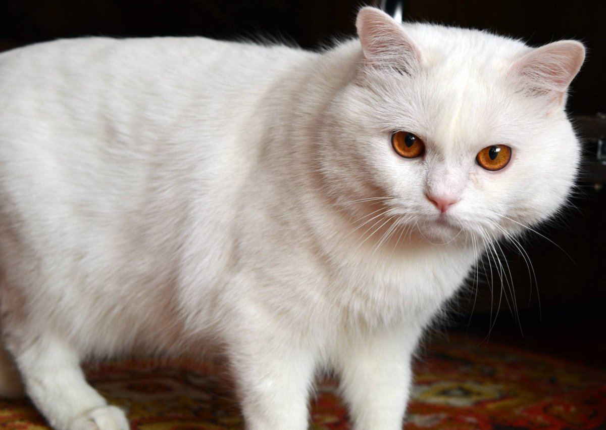 Британский прямоухий кот белый