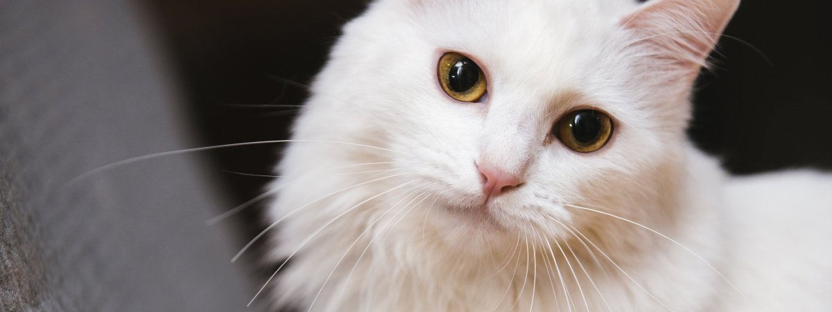 Белый котенок с желтыми глазами