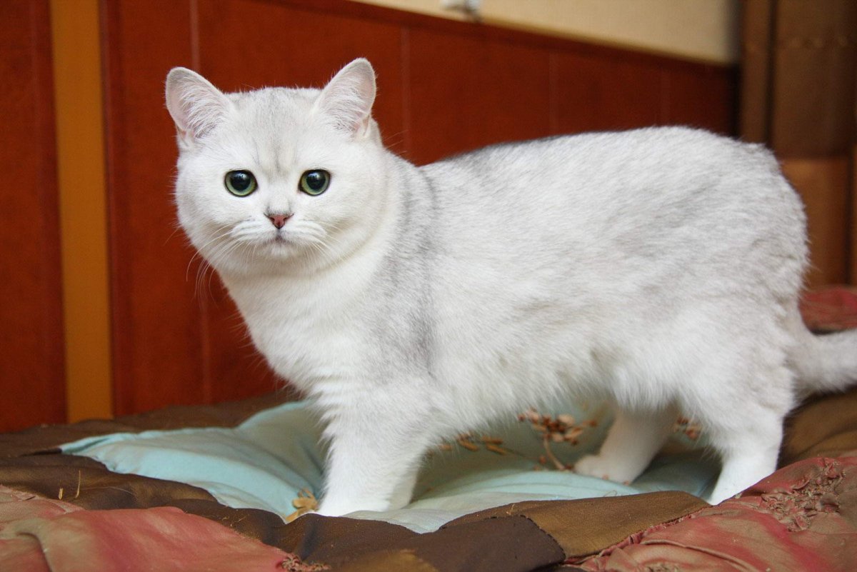 Британская короткошёрстная кошка