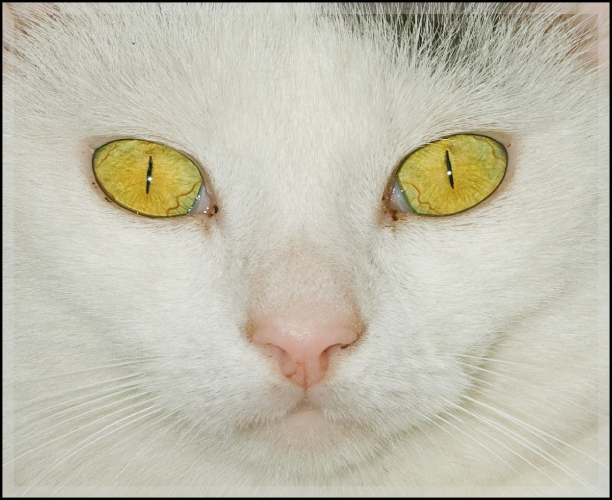 Светло жёлтые кошачьи глаза