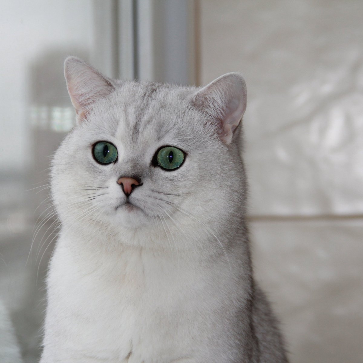 Бурмилла кошка короткошерстная