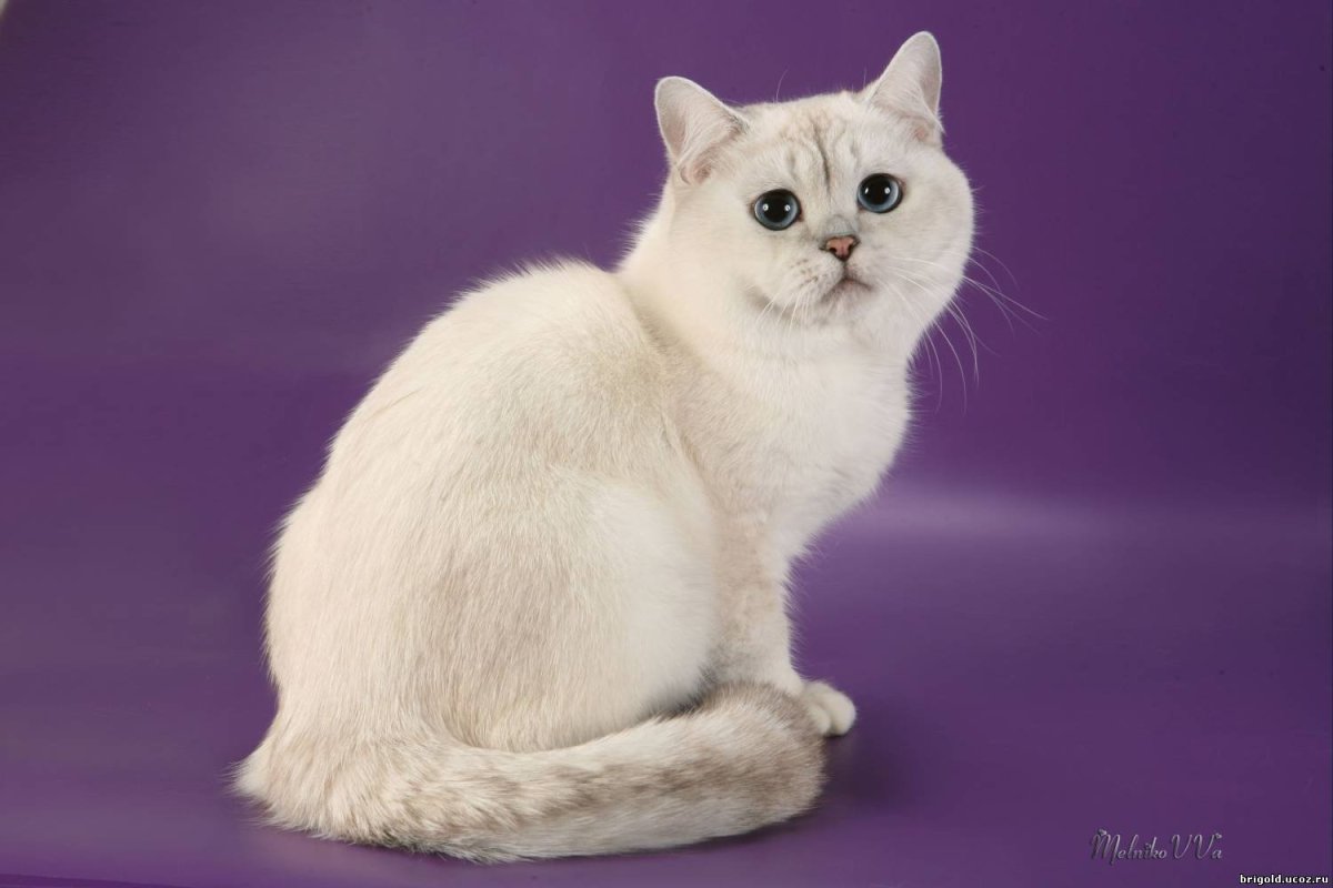 Британская короткошёрстная кошка