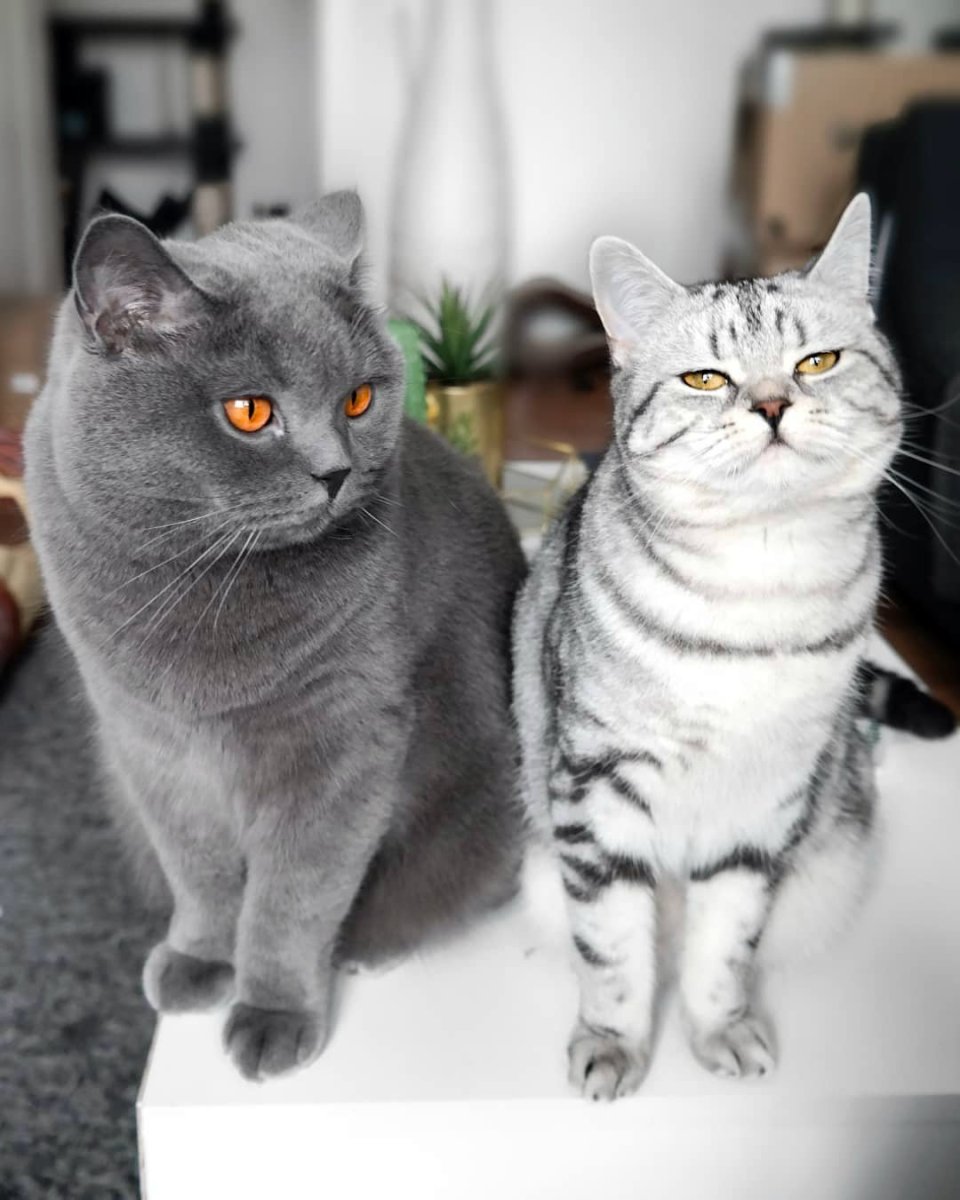 Британская короткошёрстная кошка котята