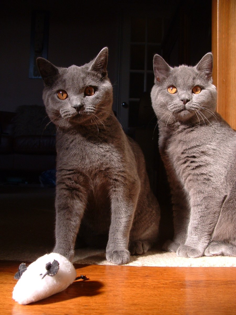 Порода кошек британец