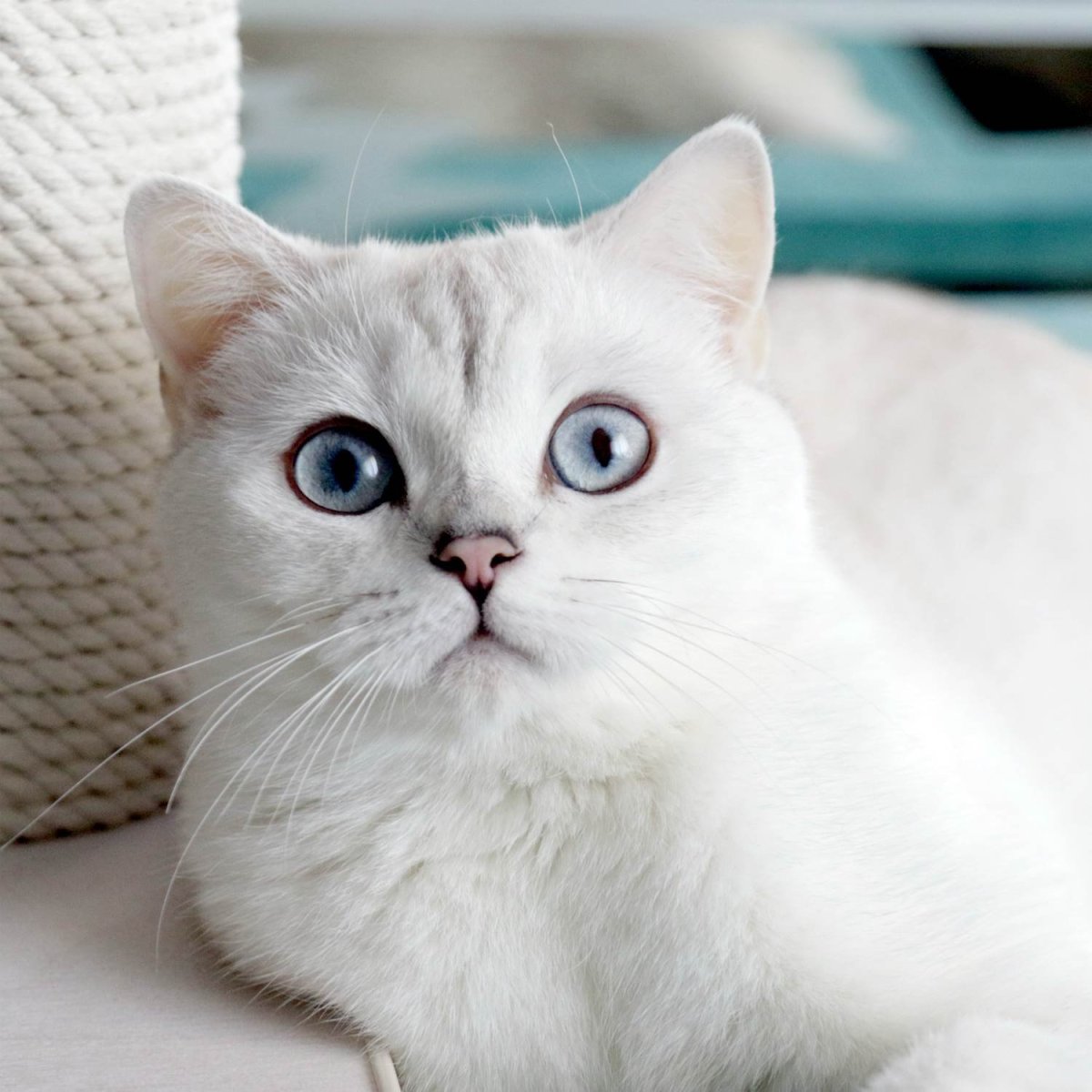 Британская шиншилла кошка