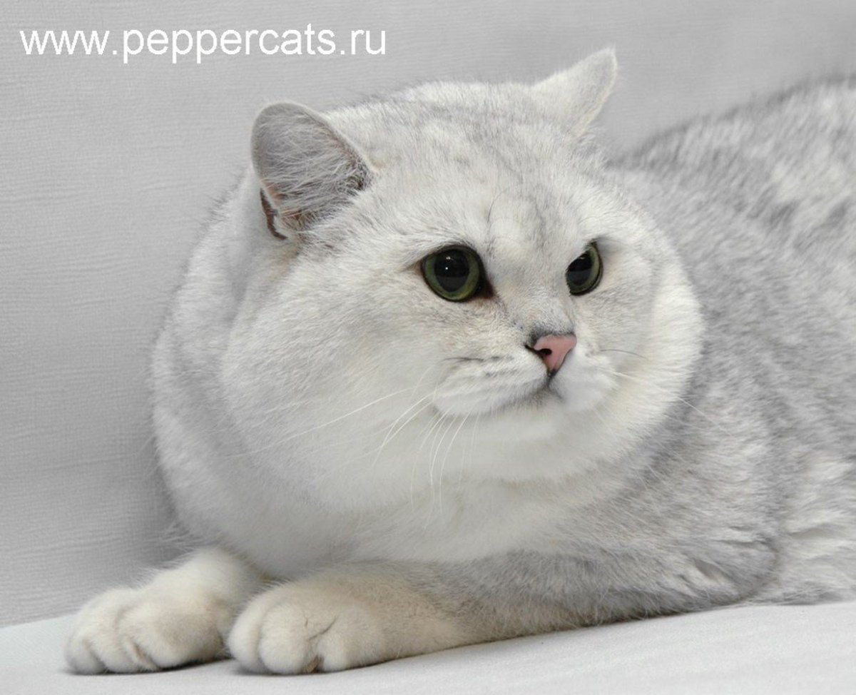 Персидская серебристая шиншилла