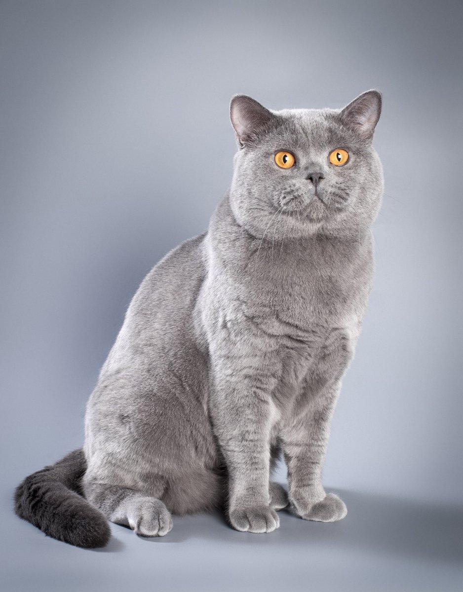 Порода Бритиш Шортхэйр