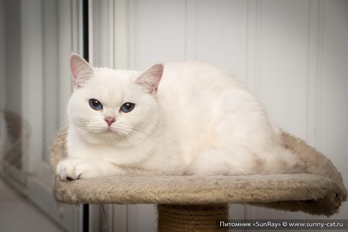 Британская кошка ns12